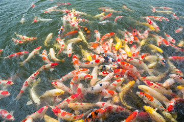 Obraz na płótnie Canvas Feeding Koi fish