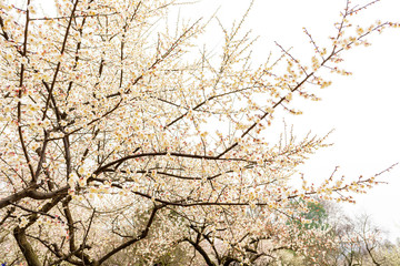 isolated plum blossom tree