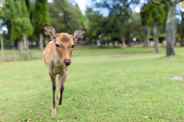 Deer in Nara park