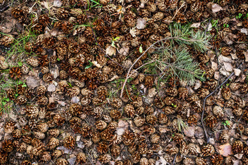 pine strobile background