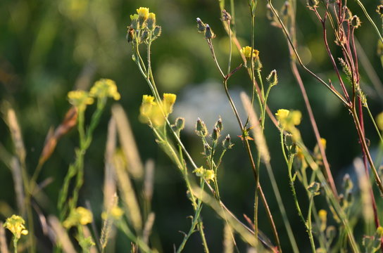 Aguaciles, Libelulas y Flores