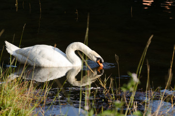 white swan bird swim in blue water
