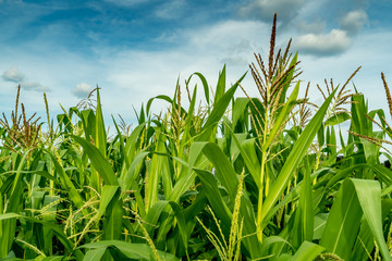 Fototapeta premium Corn field with sky background