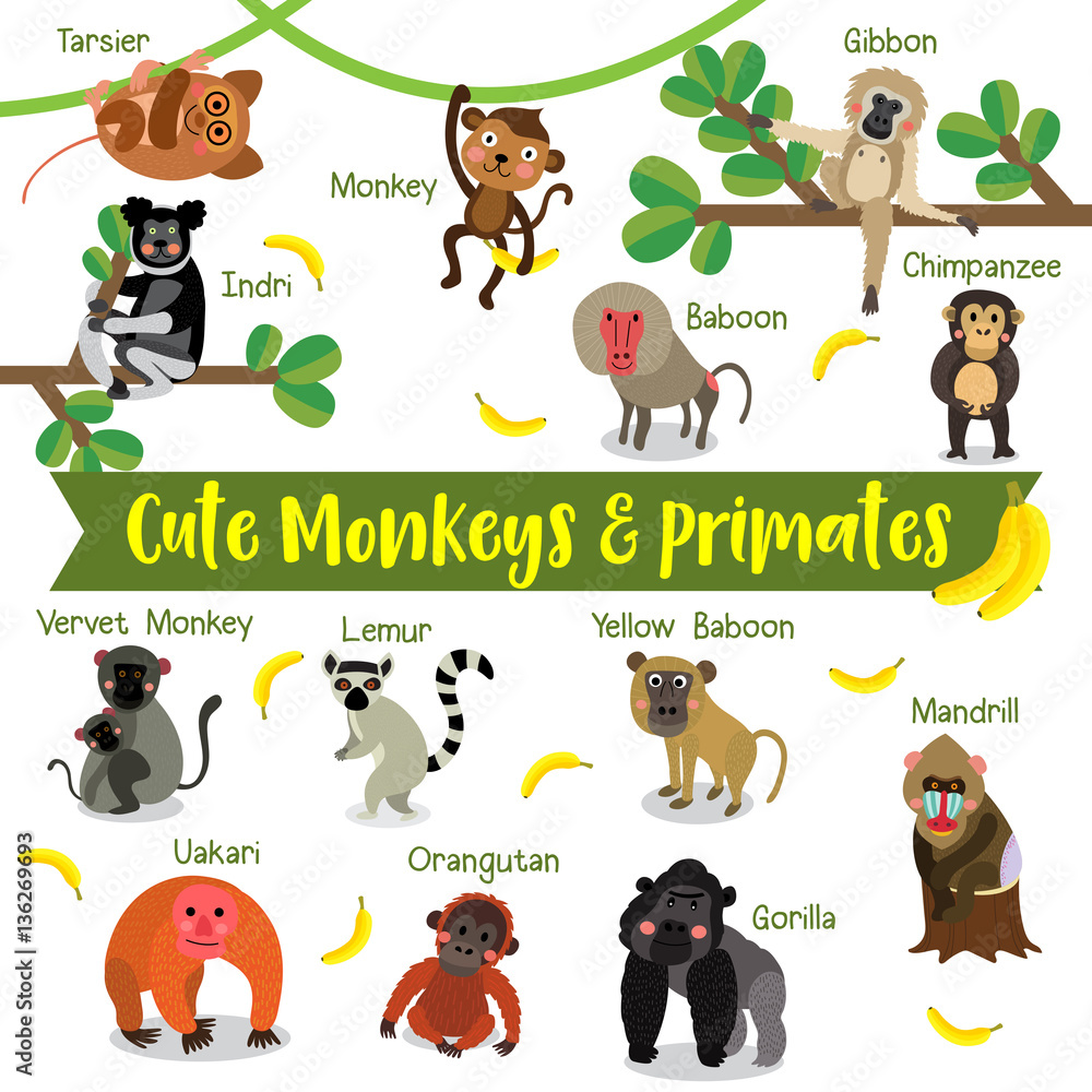 Wall mural Cute Monkey and Primate Animals cartoon on white background with animal name.