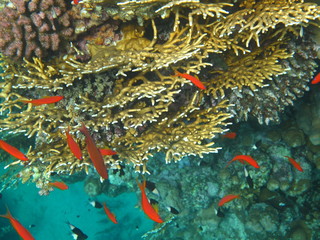 barriera corallina © paolo