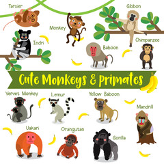Cute Monkey and Primate Animals cartoon on white background with animal name. © natchapohn