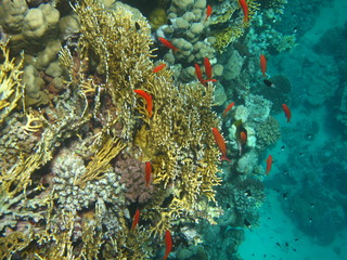 barriera corallina © paolo