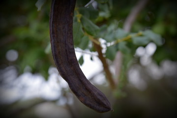 carob