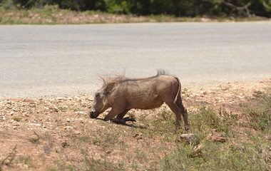 Fototapeta premium Warzenschwein 