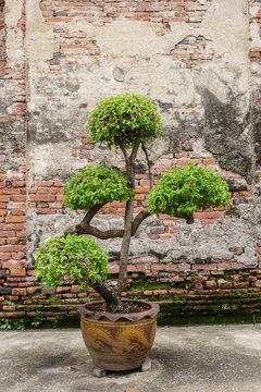 tree in jardiniere for decoration home