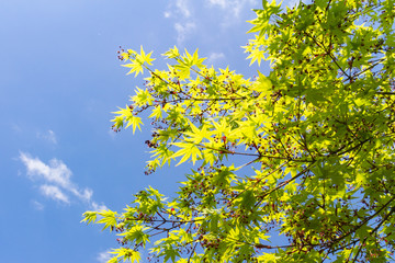maple tree and fruits on blue sky background