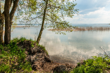 coast of the big lake with trees over water