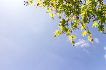 maple tree and fruits on blue sky background