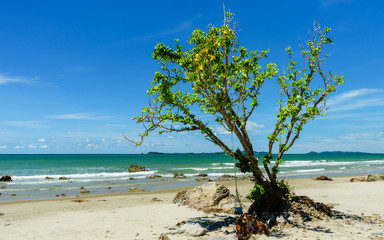 Tree grow beside the beach