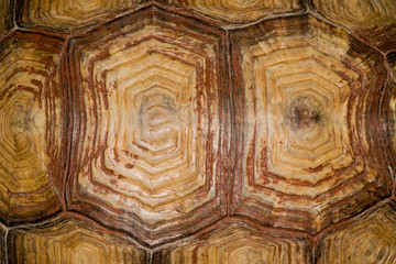 Background from the shell of a giant turtle closeup