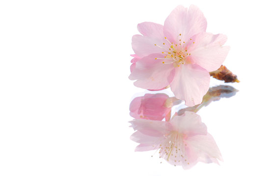 Japanese cherry blossom on reflection white #2