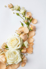 Roses on white background