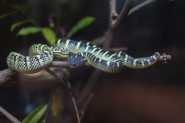 Snake rested on branch