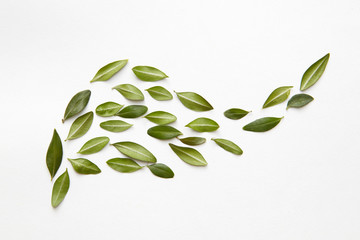 Floral composition with little green leaves