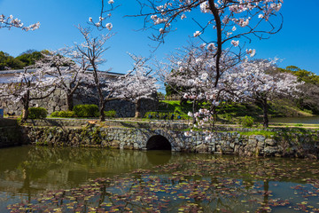 Obraz premium 舞鶴公園の桜