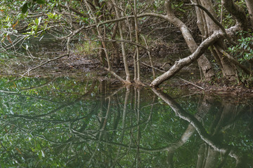 Forest lake reflecting trees in Hong Kong. Natural background