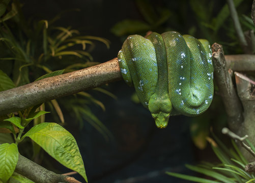 Green Python rested on branch