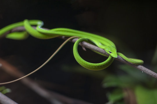 Oriental Whip Snake in the dark