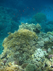 Fototapeta na wymiar barriera corallina