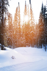 A ray of sunlight breaks through the high forest in winter.