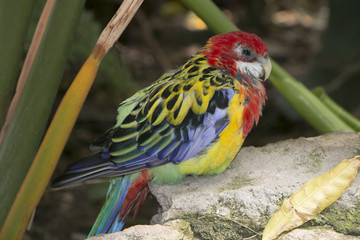 colourful small parrot bird in garden