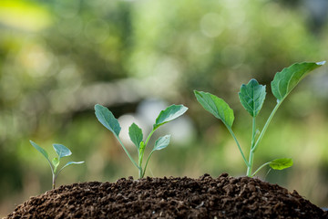 Young plant growing in soil on green background