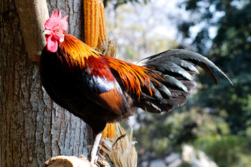 Thailand male chicken