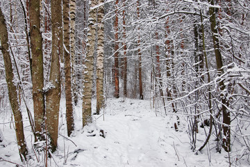 Fototapeta premium winter forest covered snow