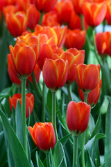 Obraz premium Beautiful orange tulips.