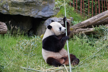 Naklejka na ściany i meble Panda géant