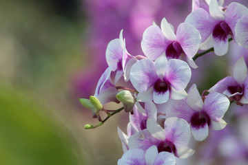 Orchids flowers in garden.