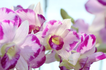 Obraz na płótnie Canvas Orchids flowers in garden.