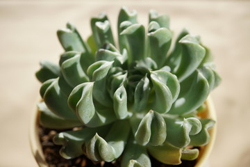Topsy Turvy Echeveria