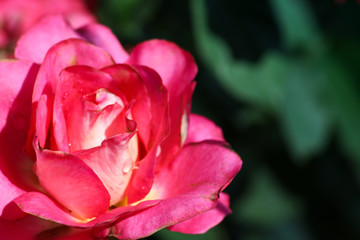 Pink roses close-up