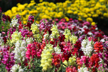 Obraz premium Colorful spring flowers