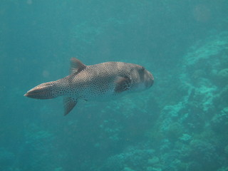 pesce palla