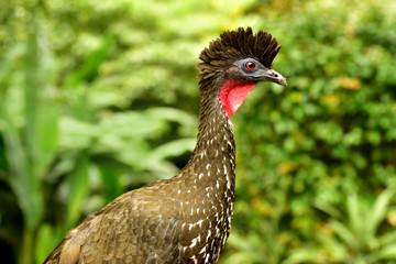 Crested Guan (Penelope purpurascens) in rainforest, Costa Rica
