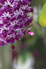 Purple orchids