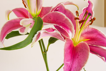 Obraz na płótnie Canvas Lily flower in a vase