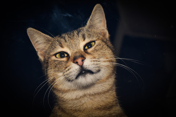 curious cat looking through window 