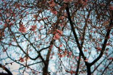 Plum blossoms in Asakusa garden, Tokyo, Japan