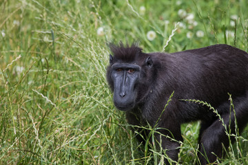 Macaque à crête