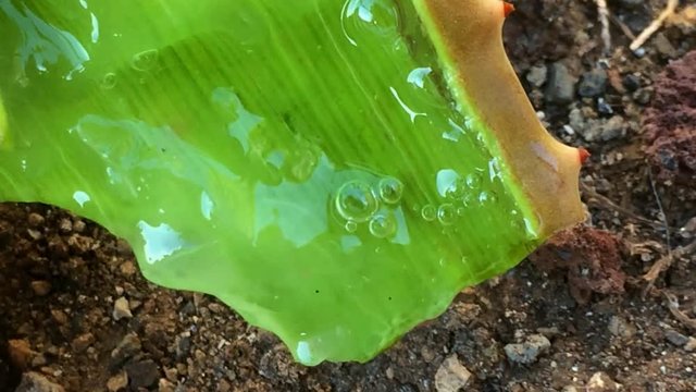 Aloe vera Blatt mit Saft