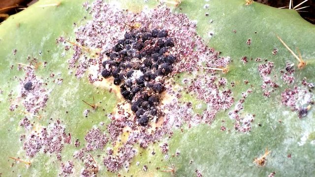 Opuntia ficus-indica mit Cochenilleschildl&auml;usen