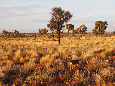 Dingo In The Australian Bush